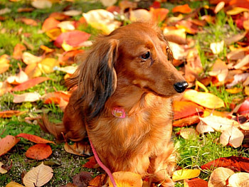Dog in autumn, dog, animals, autumn, cute, funny, adorable, pet HD wallpaper
