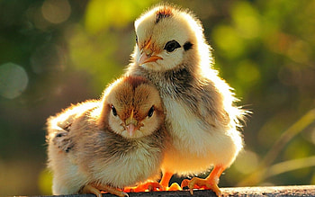 Chickens, Baby Animal HD wallpaper