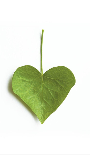 Green Heart, Leave, Green Leave HD phone wallpaper