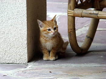 Little Kitty, animal, building, cat, kitty HD wallpaper