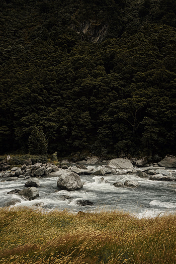 Nature, Rivers, Trees, Grass, Stones, Flow HD phone wallpaper