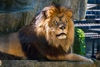 Powerful lion with a dense mane resting in a zoo, showcasing regal poise. HD wallpaper