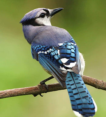 A detailed view of a Blue Jay perched on a branch, showcasing vibrant plumage. HD phone wallpaper