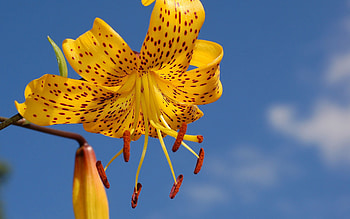 Background, Sky, Flower, Macro, Petals, Stains, Spots, Lily, Stamens HD wallpaper