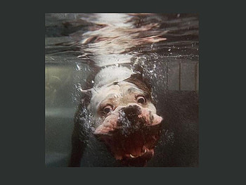 Under Weater, dog, swim, water, play HD wallpaper