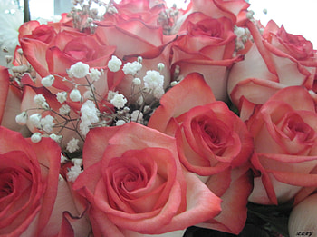 Pink Roses, pink, white, roses, graphy, flowers HD wallpaper