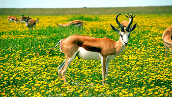 Antelope at flowery landscape, Nature's beauty, Serene scenery, Wildlife graphy HD wallpaper