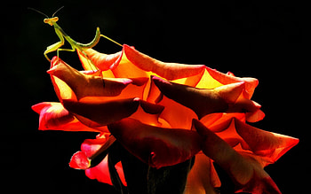 Praying mantis on a rose, rose, black, praying mantis, flower, green, red, insect HD wallpaper