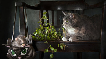 Cat and Mouse, cute, cat, mouse, animals HD wallpaper