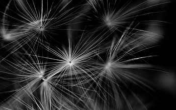 Plant, Bw, Chb, Dandelion, Fuzz, Fluff HD wallpaper