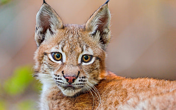 lynx , Captivating eyes, Rugged wilderness, Silent stalker HD wallpaper