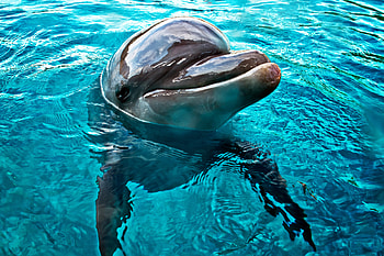 Close-up, Dolphins HD wallpaper