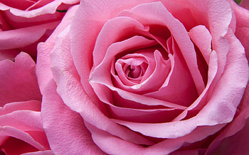 pink rose bud, pink flowers, roses, flower buds, beautiful pink roses HD wallpaper