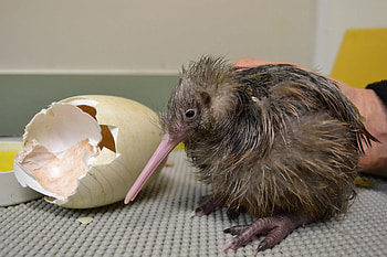 Kiwi (Bird), Artistic drawings, Beautiful paintings, Captivating bird species HD wallpaper