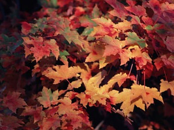 Dappled sunshine, trees, autumn leaves HD wallpaper