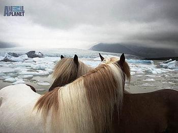Huddling Horses, horses, huddling, animal planet, ice, spotted HD wallpaper