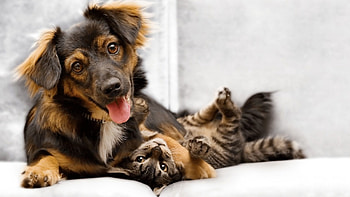 Cat and dog, Pets HD wallpaper