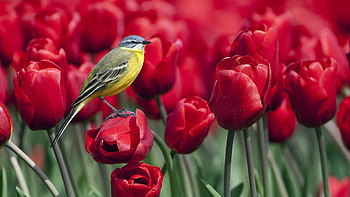 Animals, Flowers, Tulips, Bird HD wallpaper