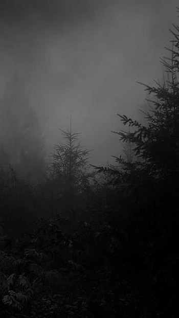 Depressing, Dark Forest HD phone wallpaper