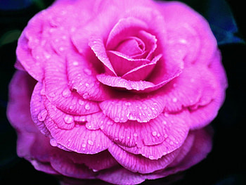 Pink rose, rose, pink, black, flower, nature HD wallpaper