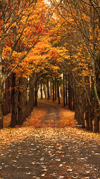 nature, fall HD phone wallpaper