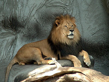Leo the Lion, animal, lion HD wallpaper