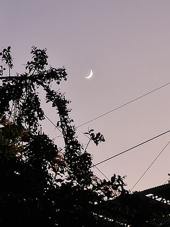 Luna sobre arbol, cielo, noche, estrellas HD phone wallpaper