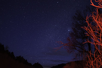 Nature, Trees, Night, Twilight, Starry Sky, Branches, Dusk HD wallpaper