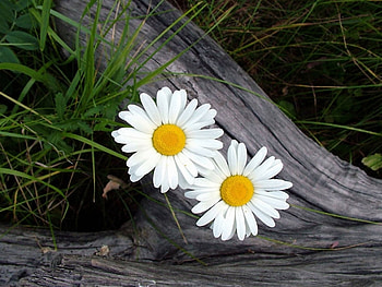 Plants, Flowers, Camomile HD wallpaper