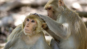 Stress aging, Monkeys and humans, Financial times HD wallpaper