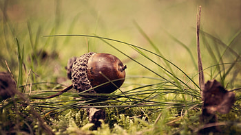 Brown acorn, Acorns nuts grass, Nature HD wallpaper