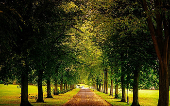 Path in the Park, path, trees, autumn, nature, park HD wallpaper