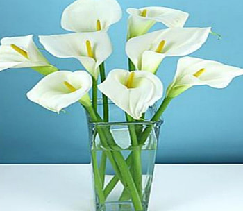 Elegant Calla's, nature, flowers, calla HD wallpaper