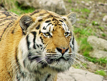 Animals, Predator, Sight, Opinion, Tiger, Fashion HD wallpaper