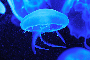 Nature, Jellyfish, Underwater World, Tentacles HD wallpaper