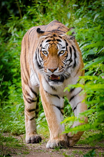 A fierce tiger prowling through lush greenery displaying its wild nature and striking stripes. HD phone wallpaper