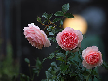 Roses, Flowers, Nature, Garden HD wallpaper