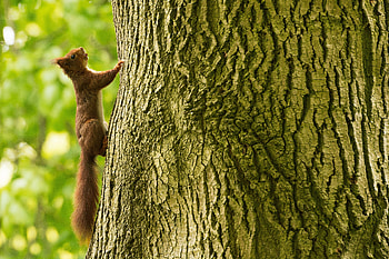 Animals, Squirrel, Wood, Tree, Climbing, Climbs HD wallpaper