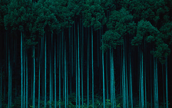 standing tall, blue, graphy, green, trees, nature, forest, beauty HD wallpaper