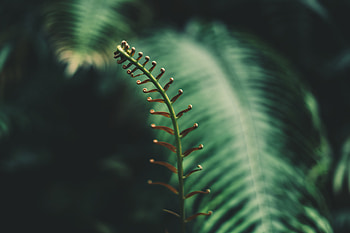 Leaves, Plant, Macro, Fern, Branch, Tropical HD wallpaper