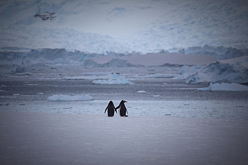 Pinguins, Snow, Love, Couple, Pair, Stroll HD wallpaper