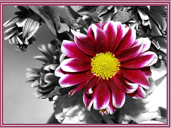 Perfectly Pink, colorsplash, nature, flowers, abstract HD wallpaper