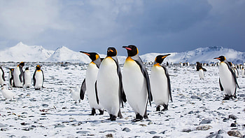 Antarctica Travels, Kingdom of penguins, Stunning Ultra , Captivating HD wallpaper