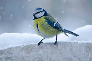 Blue Tit Facts, Eurasian Blue Tit, Little Peckers, Fascinating Bird Behavior HD wallpaper
