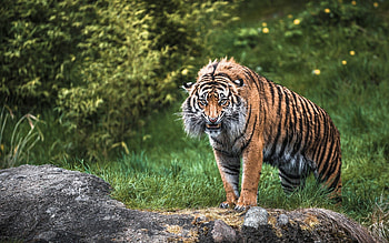 Animals, Grass, Rock, Greens, Predator, Stone, Tiger HD wallpaper