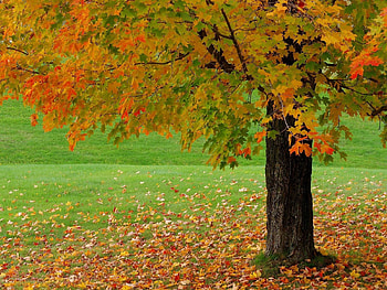 Landscape, Trees, Autumn HD wallpaper