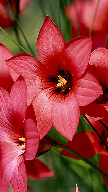 Red Flowers, red flower, earth, nature, flower HD phone wallpaper