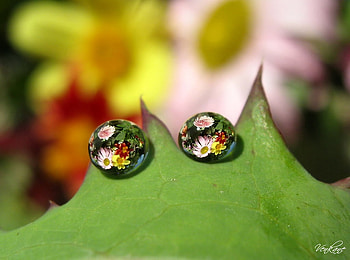just a drops, nature, flowers, reflection, waterdrops HD wallpaper