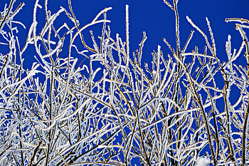 Winter, Nature, Branches, Frost, Cold, Rime, ze HD wallpaper