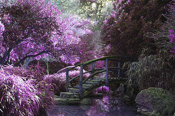 Magical Garden , nature, graphy HD wallpaper